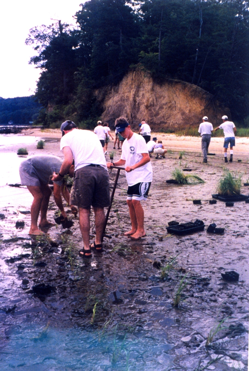 Replanting marsh grass in an effort to protect and rebuild this beach nearAnnapolis (Image credit: Mary Hollinger) Replanting marsh grass in an effort to protect and rebuild this beach nearAnnapolis