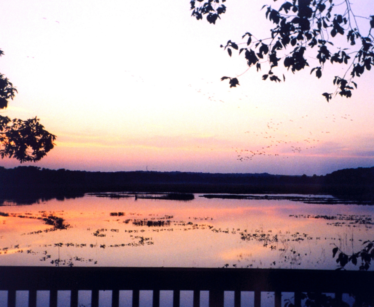 Canada geese flying into the Jug Bay area at sunset (Image credit: Mary Hollinger) Canada geese flying into the Jug Bay area at sunset