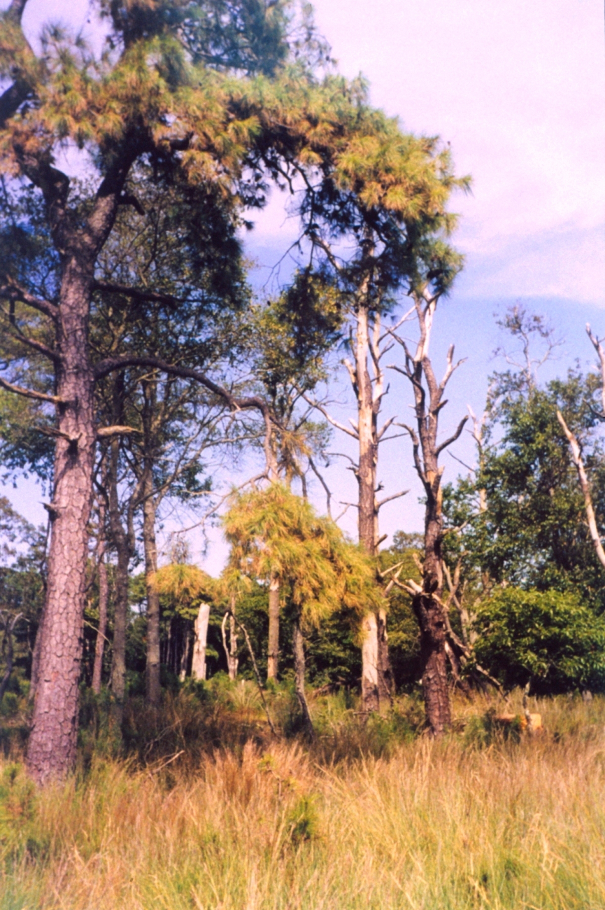 Pine barren (Image credit: Mary Hollinger) Pine barren