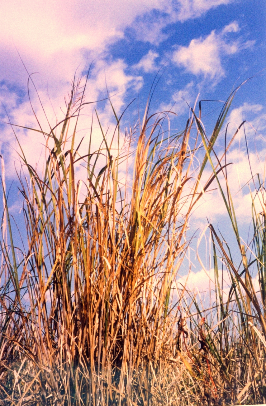 Unidentified grass type (Image credit: Mary Hollinger) Unidentified grass type