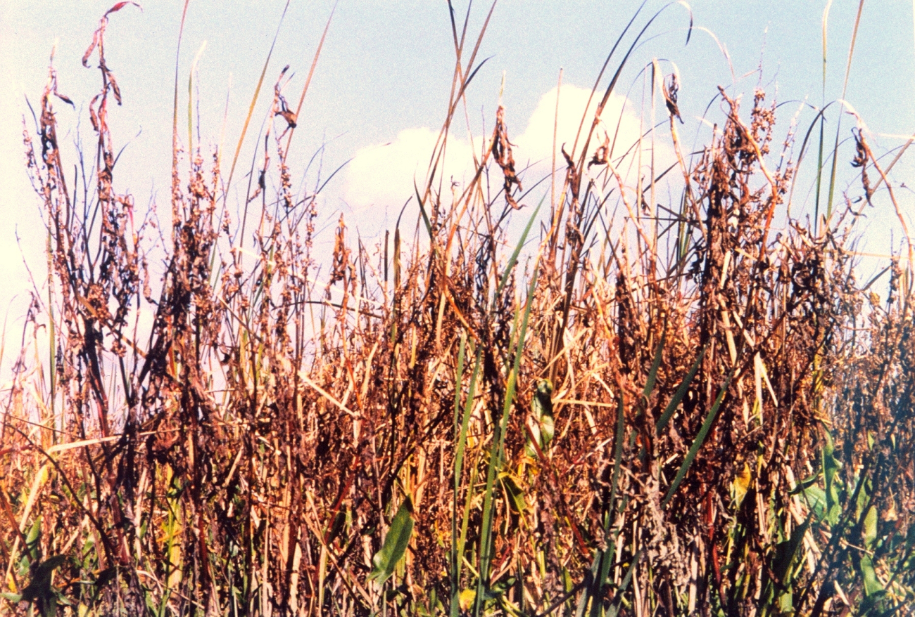 Unidentified vegetation (Image credit: Mary Hollinger) Unidentified vegetation