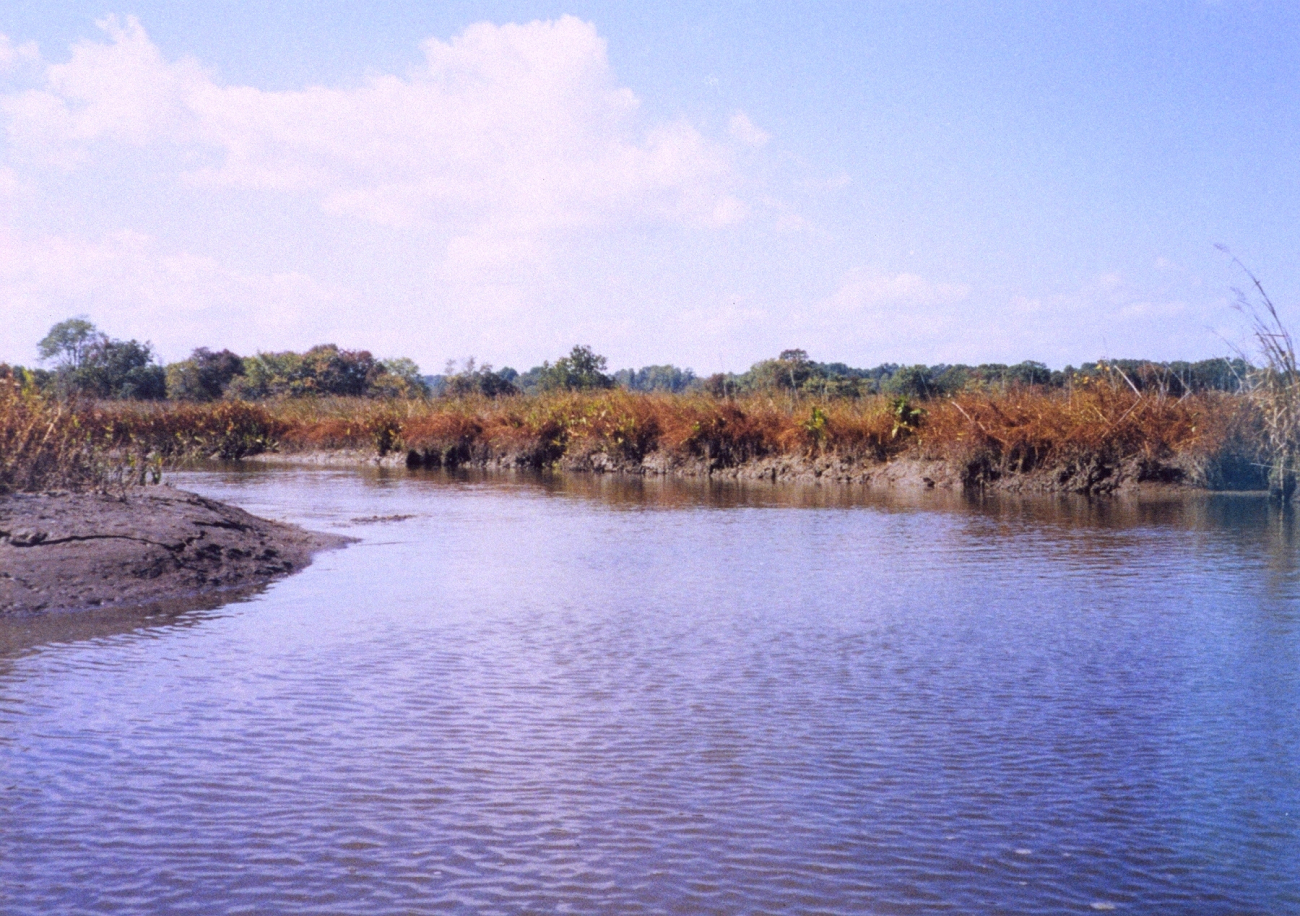A Patuxent River marsh in the fall (Image credit: Mary Hollinger) A Patuxent River marsh in the fall
