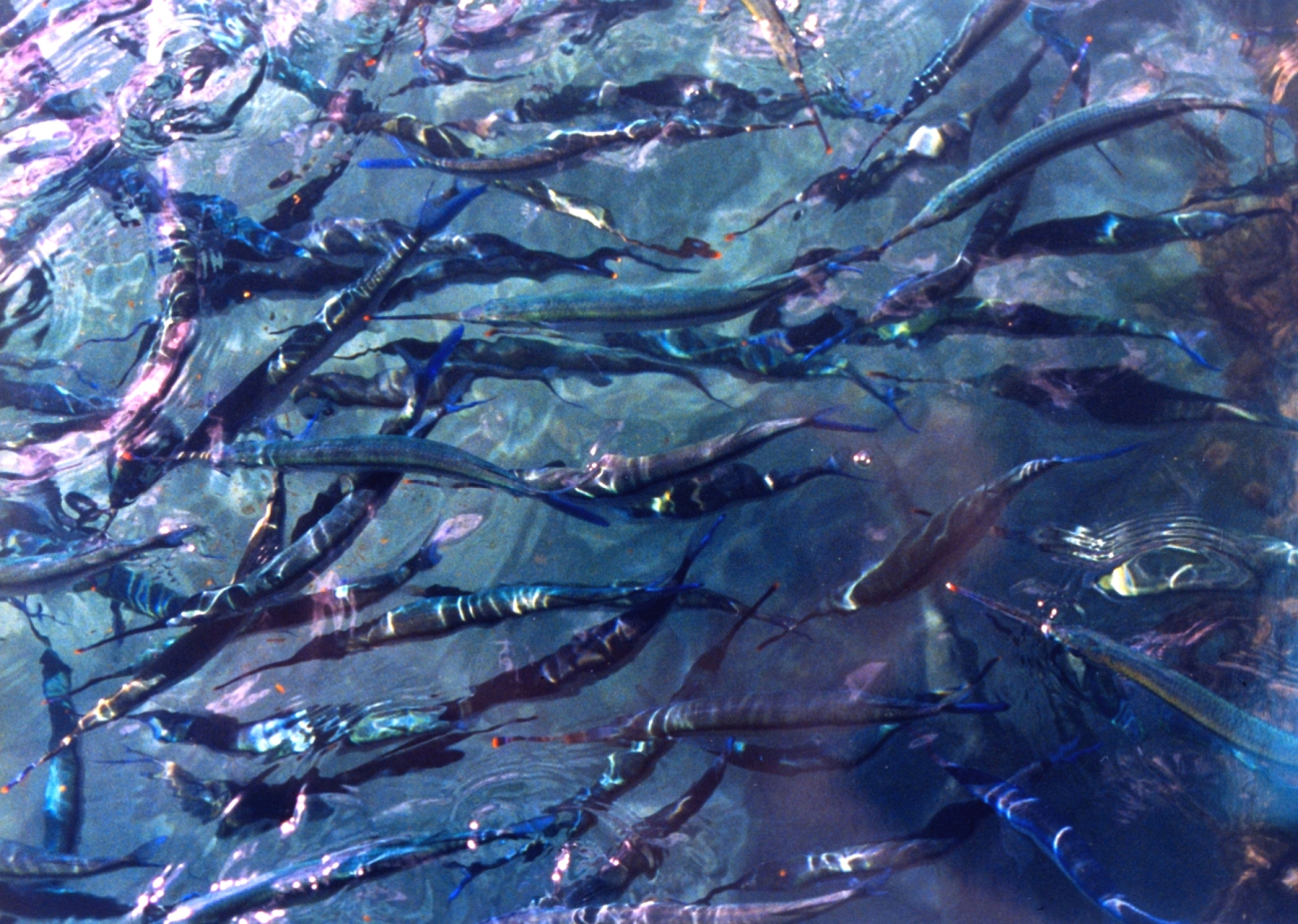Needlefish at Ali Wai Yacht Harbor (Image credit: Mary Hollinger) Needlefish at Ali Wai Yacht Harbor