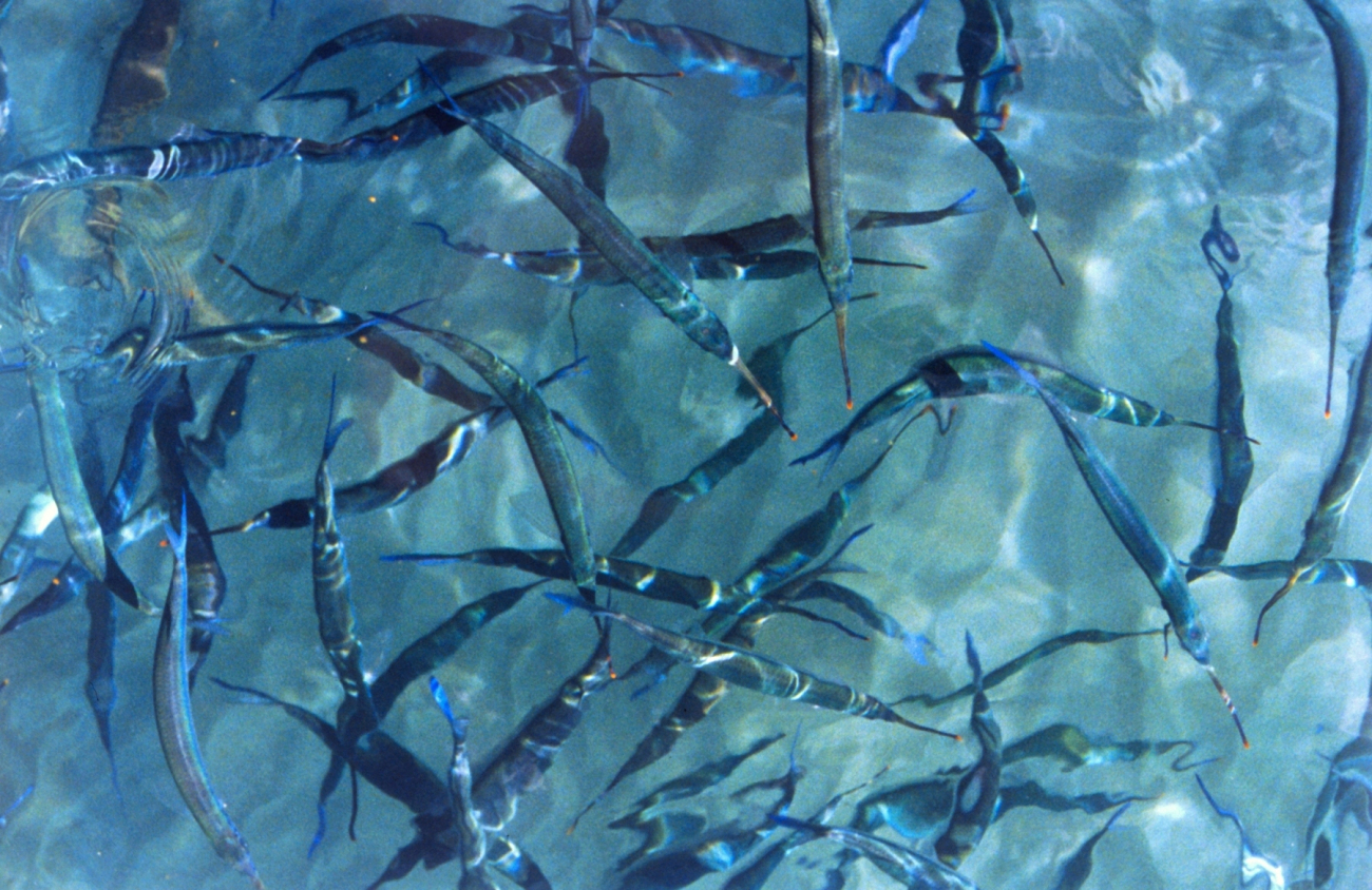 Needlefish at Ali Wai Yacht Harbor (Image credit: Mary Hollinger) Needlefish at Ali Wai Yacht Harbor