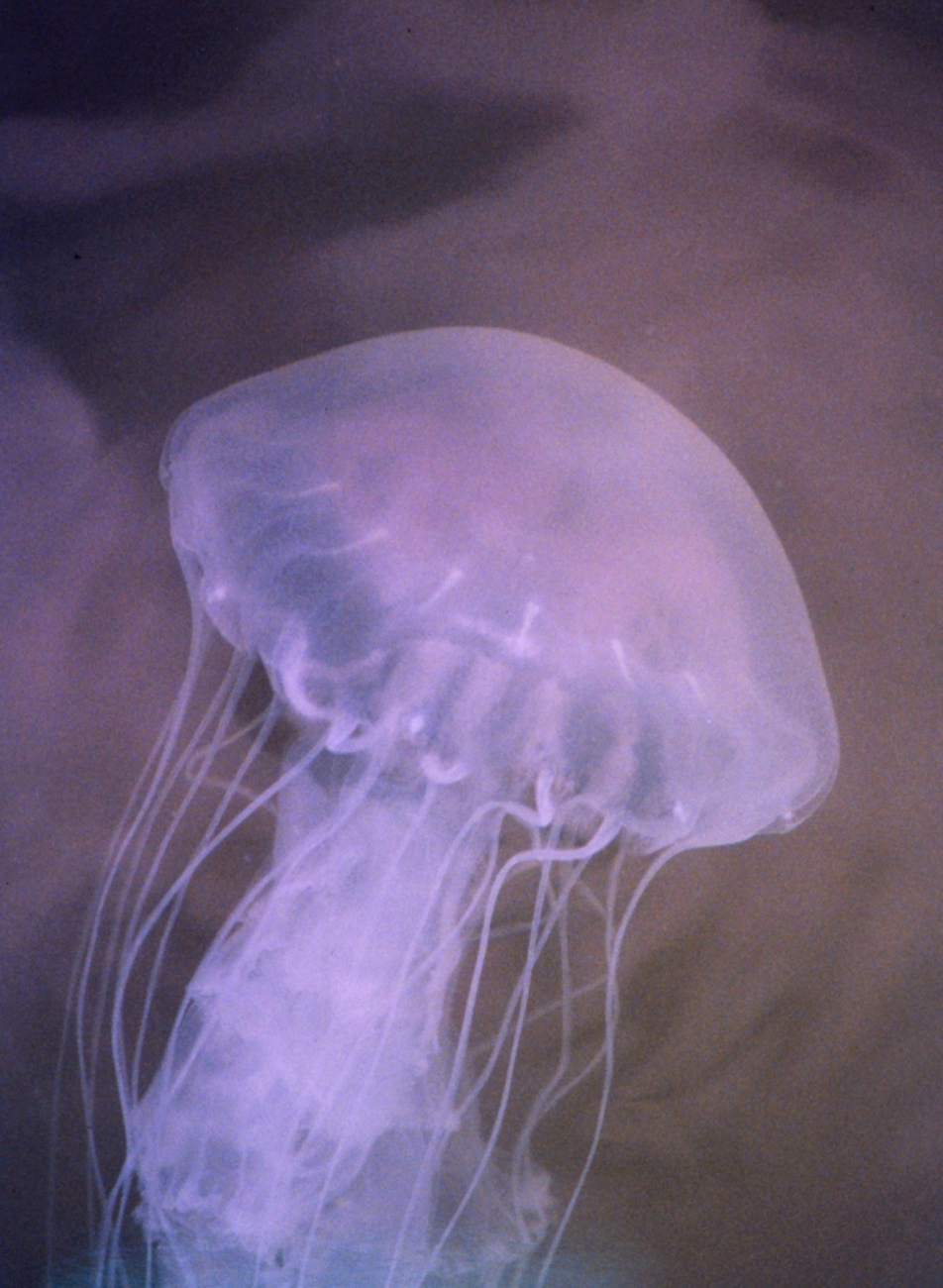 The bane of Chesapeake Bay swimmers, the stinging sea nettle, Chrysaora quiquecirrha (Image credit: Mary Hollinger) The bane of Chesapeake Bay swimmers, the stinging sea nettle, Chrysaora quiquecirrha