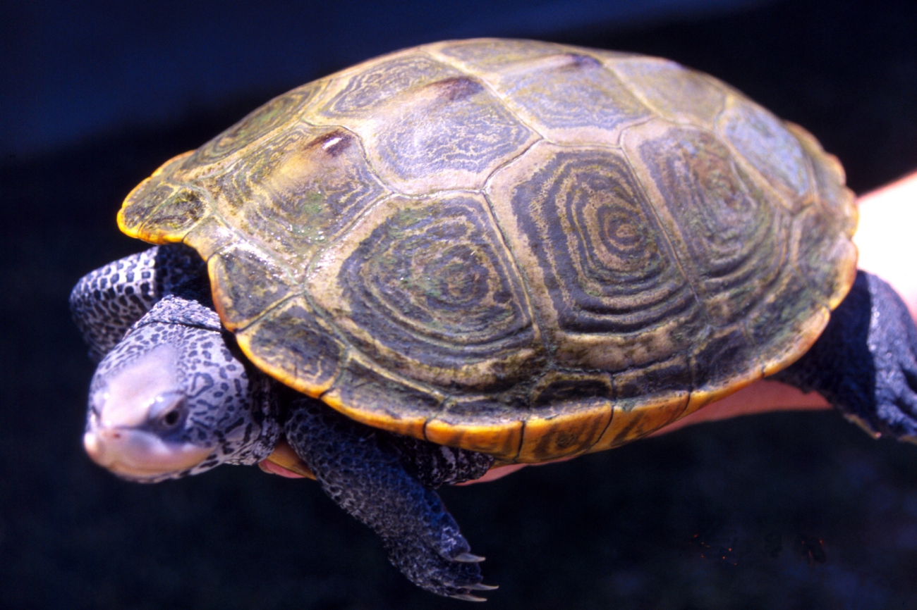 Adult female diamondback terrapin, Malachlenys terrapin (Image credit: Mary Hollinger) Adult female diamondback terrapin, Malachlenys terrapin