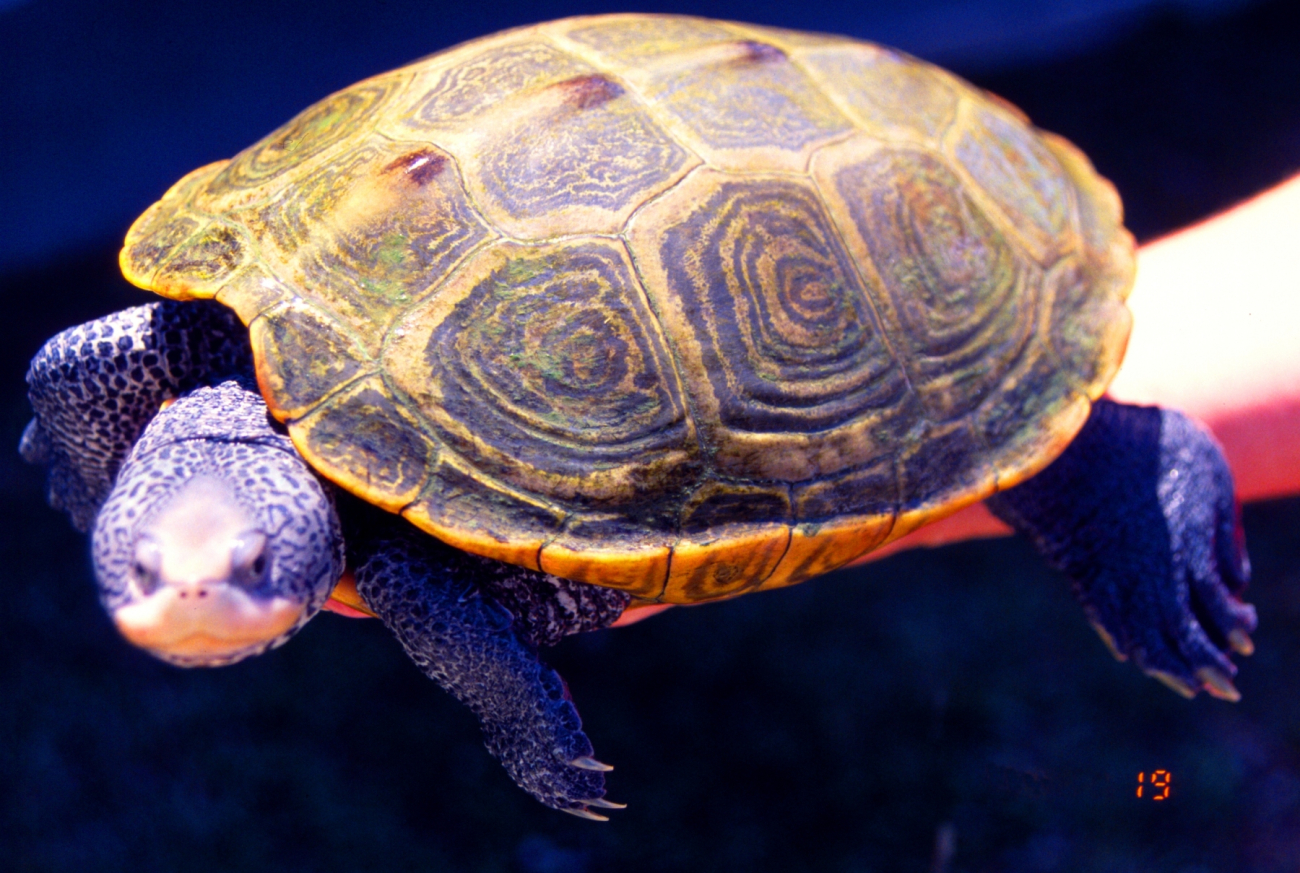 Adult female diamondback terrapin, Malachlenys terrapin (Image credit: Mary Hollinger) Adult female diamondback terrapin, Malachlenys terrapin