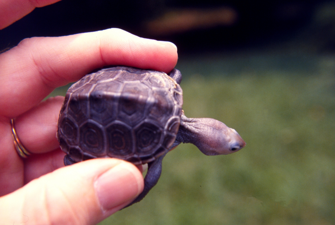 Baby diamondback terrapin, Malachlenys terrapin (Image credit: Mary Hollinger) Baby diamondback terrapin, Malachlenys terrapin