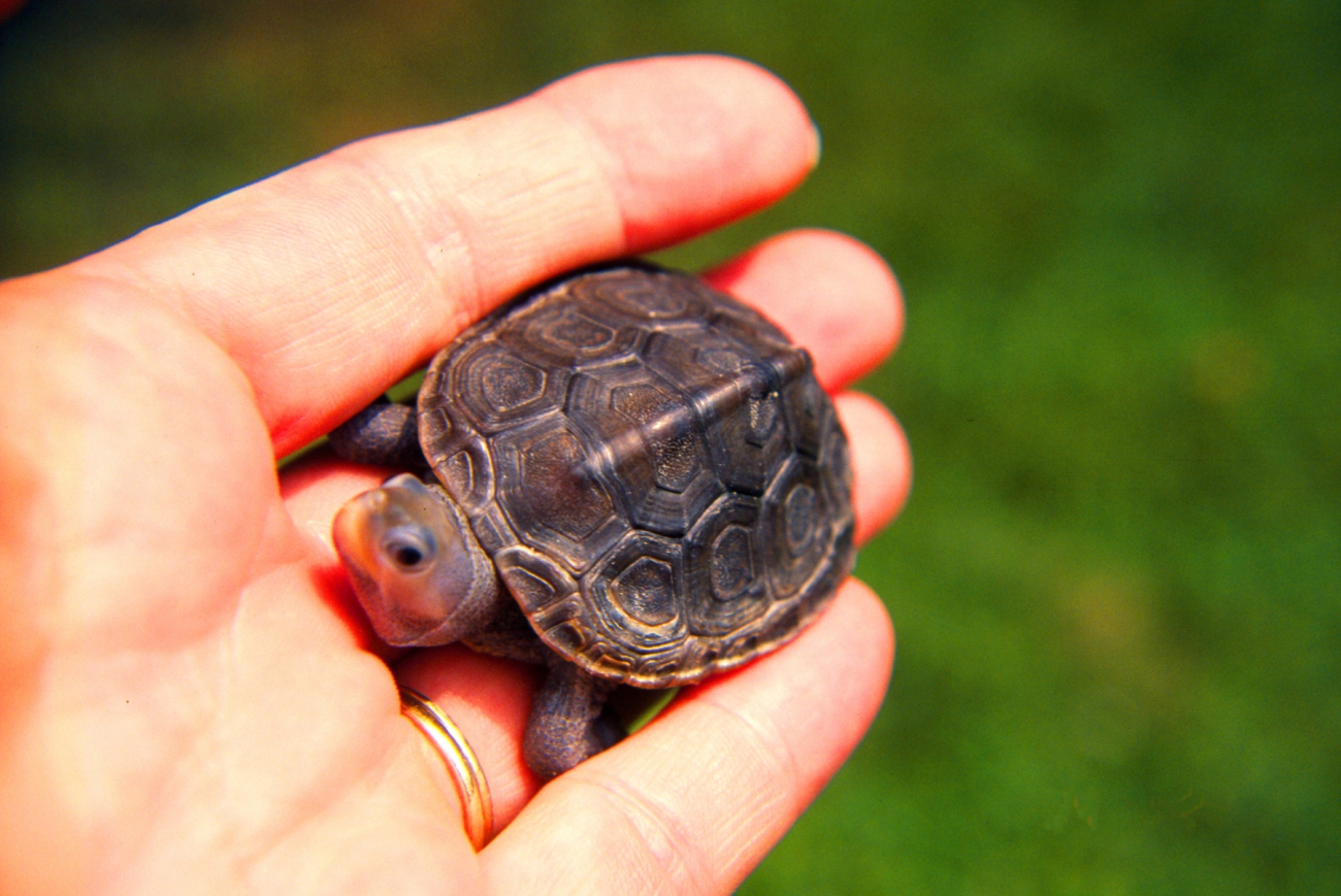 Baby diamondback terrapin, Malachlenys terrapin (Image credit: Mary Hollinger) Baby diamondback terrapin, Malachlenys terrapin