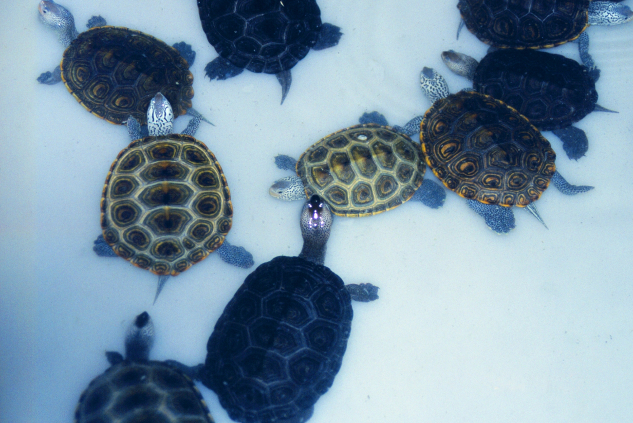 Female diamondback terrapins, Malachlenys terrapin (Image credit: Mary Hollinger) Female diamondback terrapins, Malachlenys terrapin