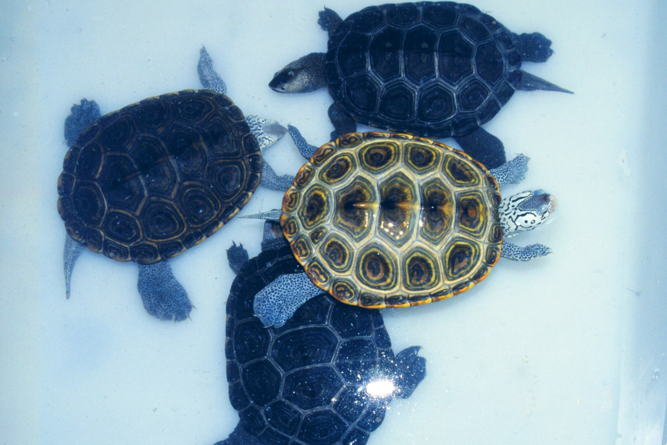 Female diamondback terrapins, Malachlenys terrapin (Image credit: Mary Hollinger) Female diamondback terrapins, Malachlenys terrapin