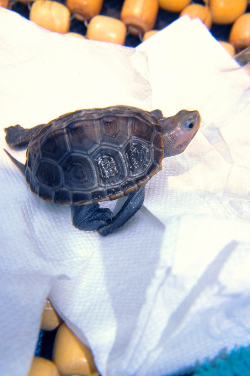 Baby diamondback terrapin, Malachlenys terrapin (Image credit: Mary Hollinger) Baby diamondback terrapin, Malachlenys terrapin