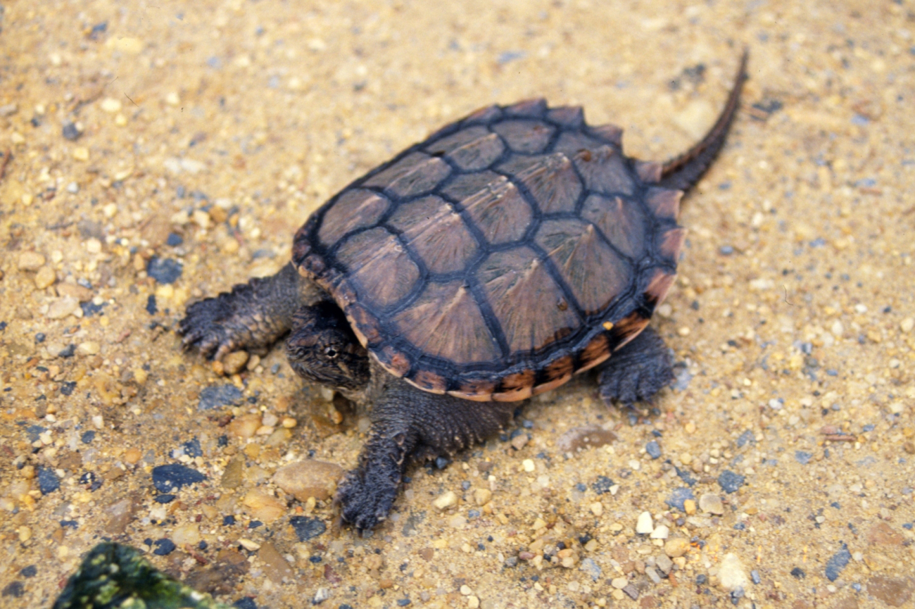 A juvenile snapping turtle (Image credit: Mary Hollinger) A juvenile snapping turtle
