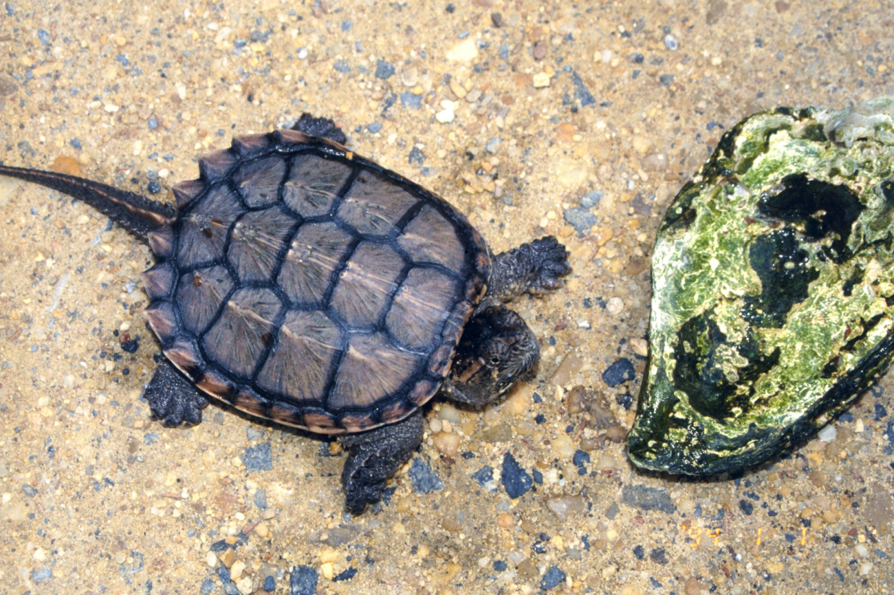 Young Alligator Snapping Turtle, Macroclemys temminckii (Image credit: Mary Hollinger) Young Alligator Snapping Turtle, Macroclemys temminckii