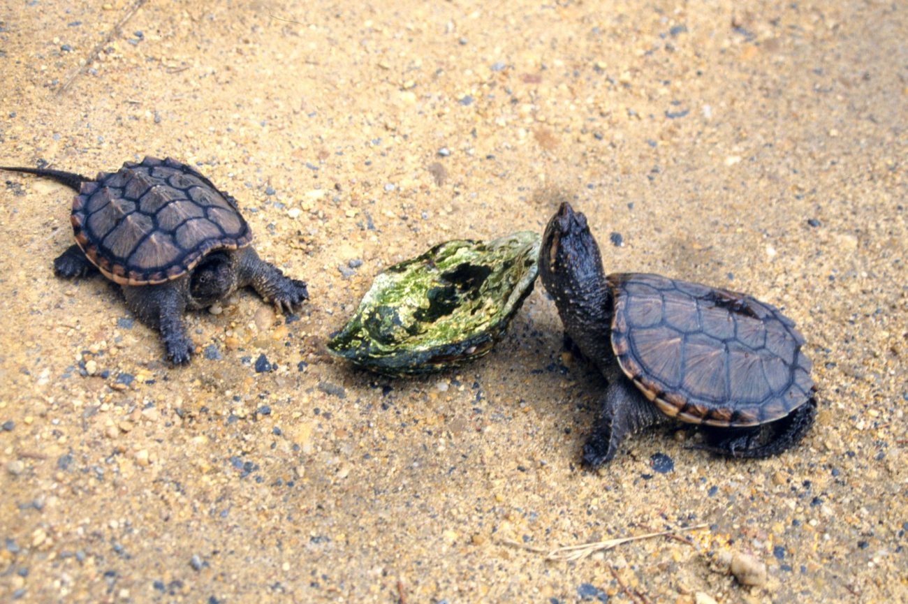 Young Alligator Snapping Turtles, Macroclemys temminckii (Image credit: Mary Hollinger) Young Alligator Snapping Turtles, Macroclemys temminckii
