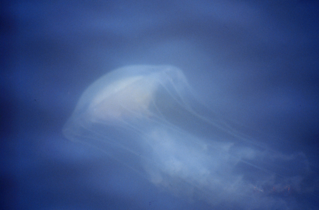 The bane of Chesapeake Bay swimmers, the stinging sea nettle, Chrysaora quiquecirrha (Image credit: Mary Hollinger) The bane of Chesapeake Bay swimmers, the stinging sea nettle, Chrysaora quiquecirrha