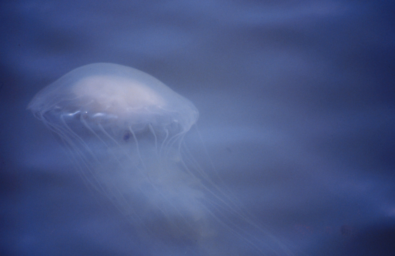 The bane of Chesapeake Bay swimmers, the stinging sea nettle, Chrysaora quiquecirrha (Image credit: Mary Hollinger) The bane of Chesapeake Bay swimmers, the stinging sea nettle, Chrysaora quiquecirrha