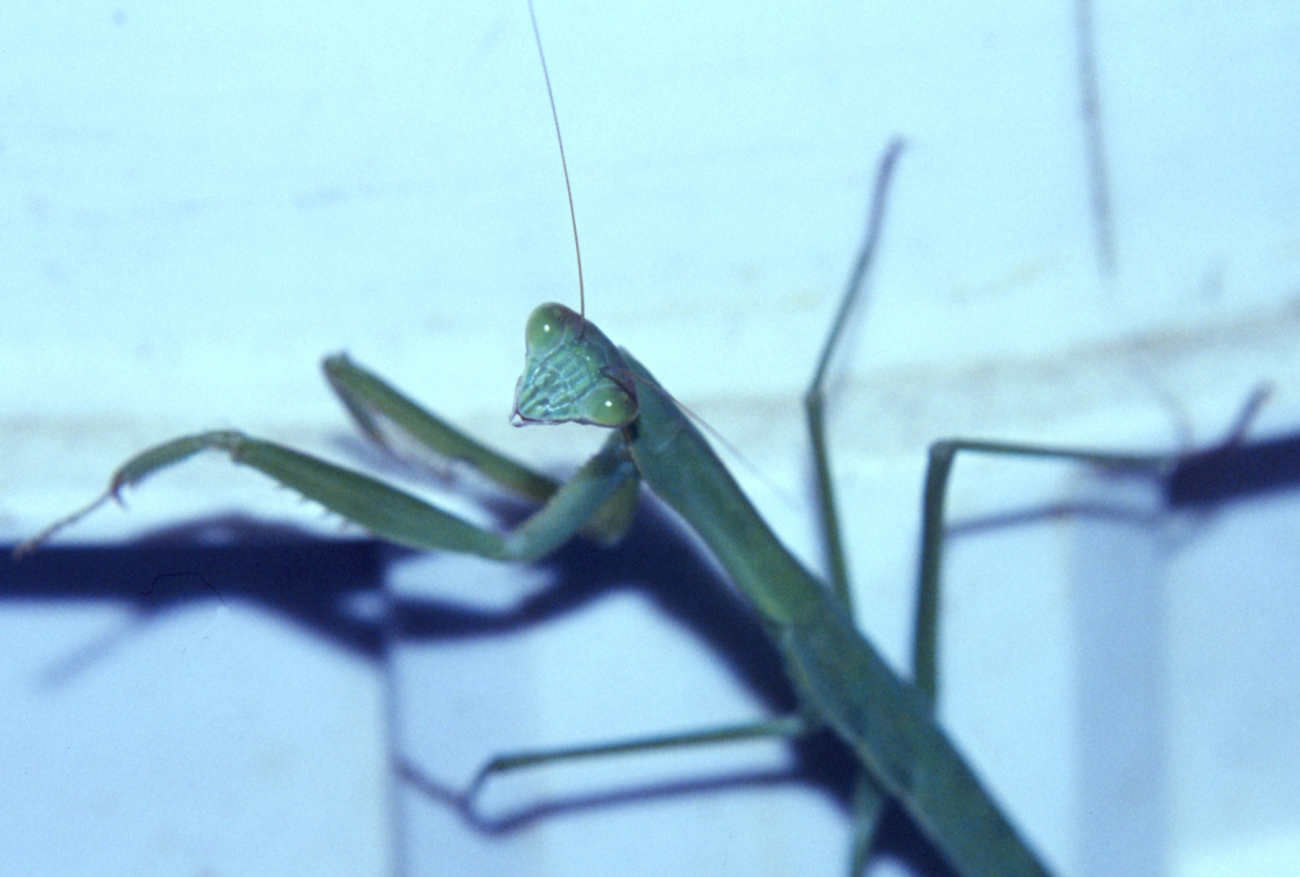 Praying mantis, Stagmomantis carolina (Johannson) (Image credit: Mary Hollinger) Praying mantis, Stagmomantis carolina (Johannson)