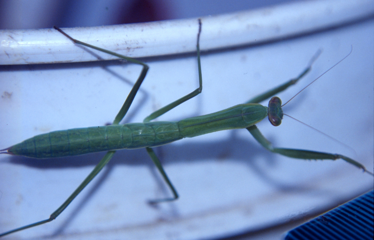 Praying mantis, Stagmomantis carolina (Johannson) (Image credit: Mary Hollinger) Praying mantis, Stagmomantis carolina (Johannson)