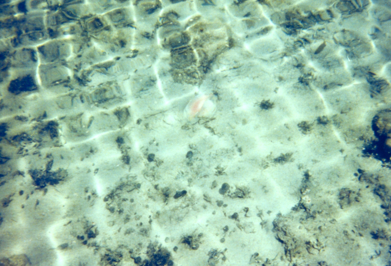 Sun reflections and sea life in the moat at Fort Jefferson (Image credit: Linda Pikula) Sun reflections and sea life in the moat at Fort Jefferson