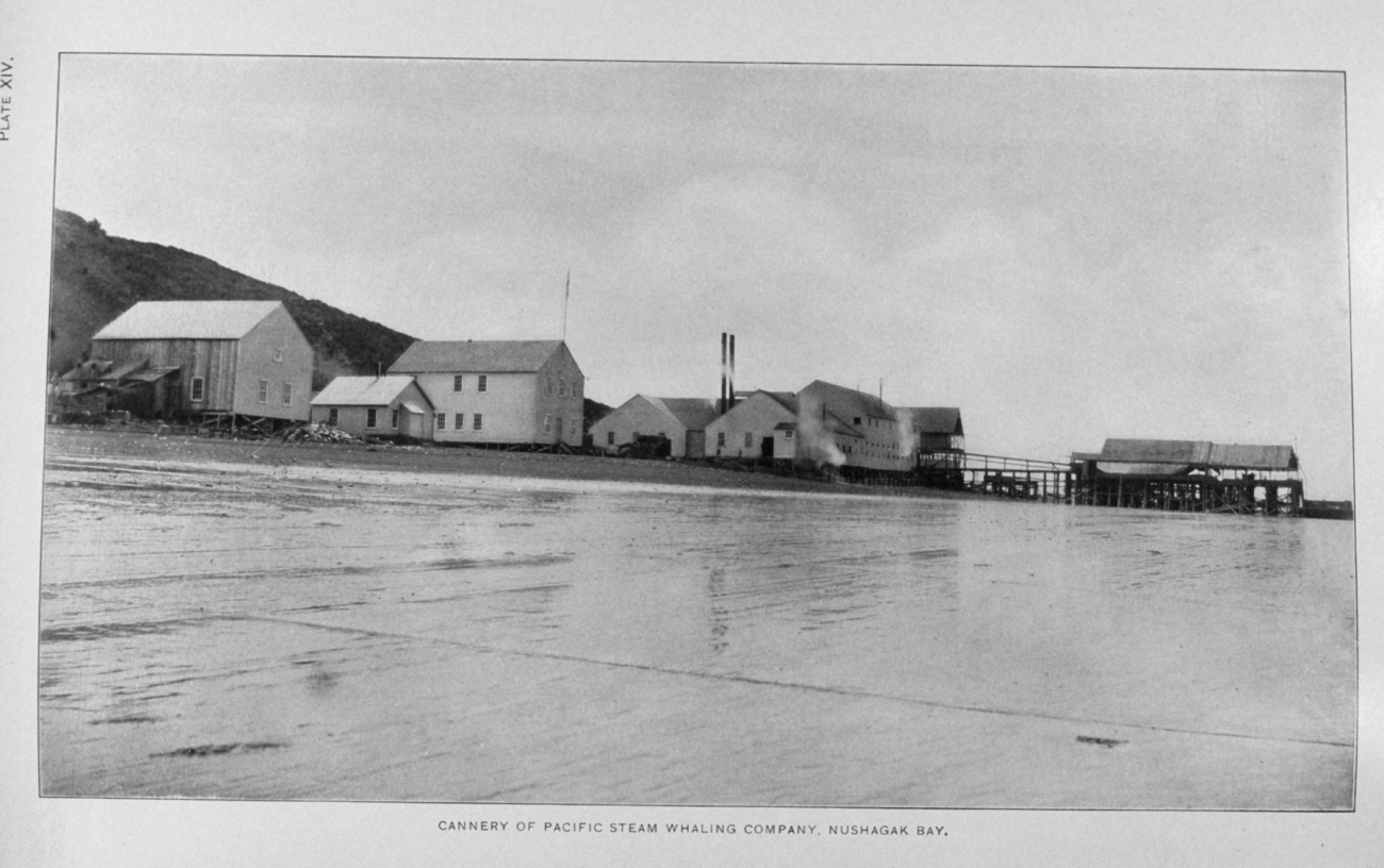Cannery of Pacific Steam Whaling Company, Nushagak Bay (Image credit: Archival Photo by Mr. Steve Nicklas) Cannery of Pacific Steam Whaling Company, Nushagak Bay