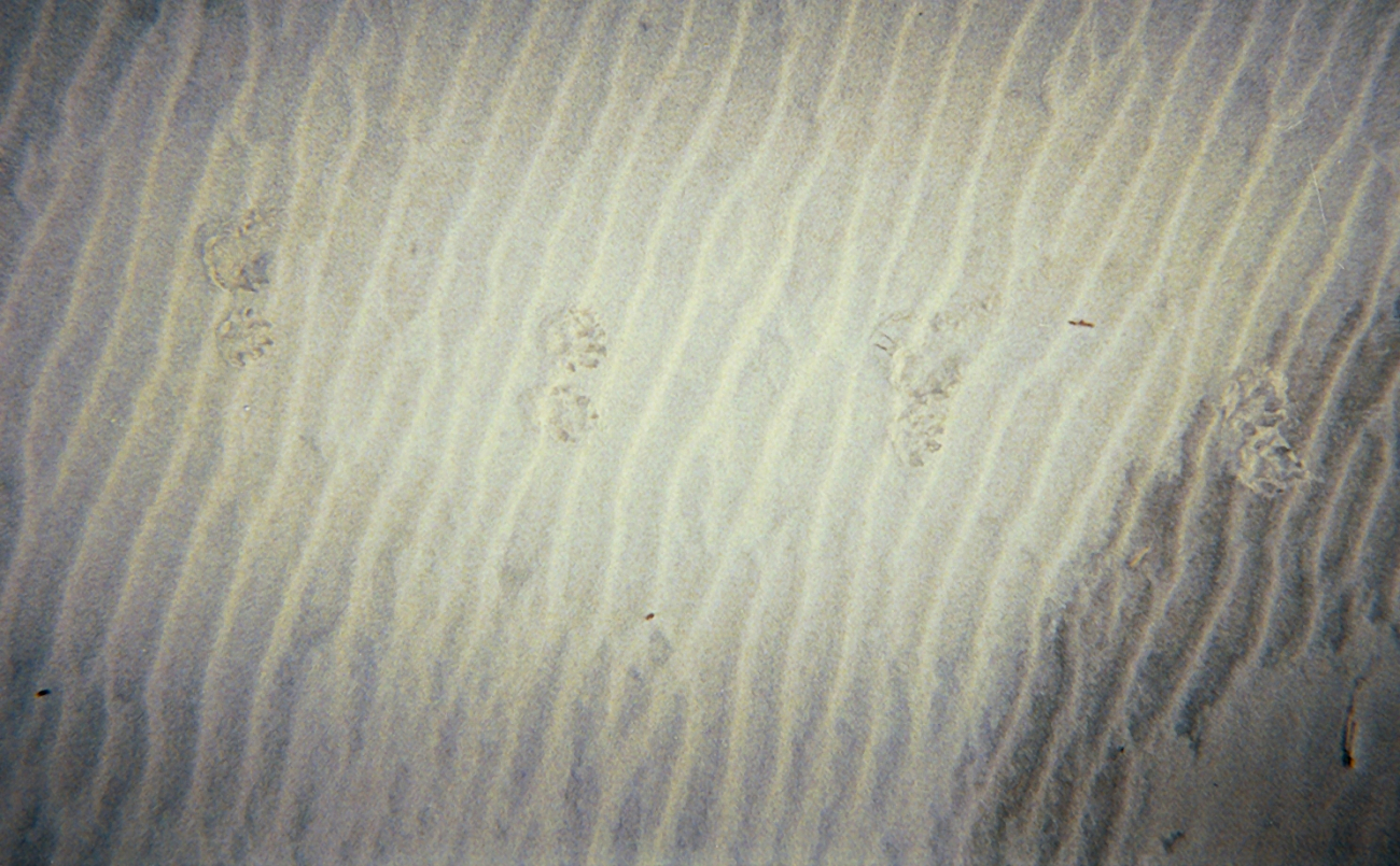 Wind ripples and paw prints on the dunes (Image credit: Captain Albert E. Theberge) Wind ripples and paw prints on the dunes