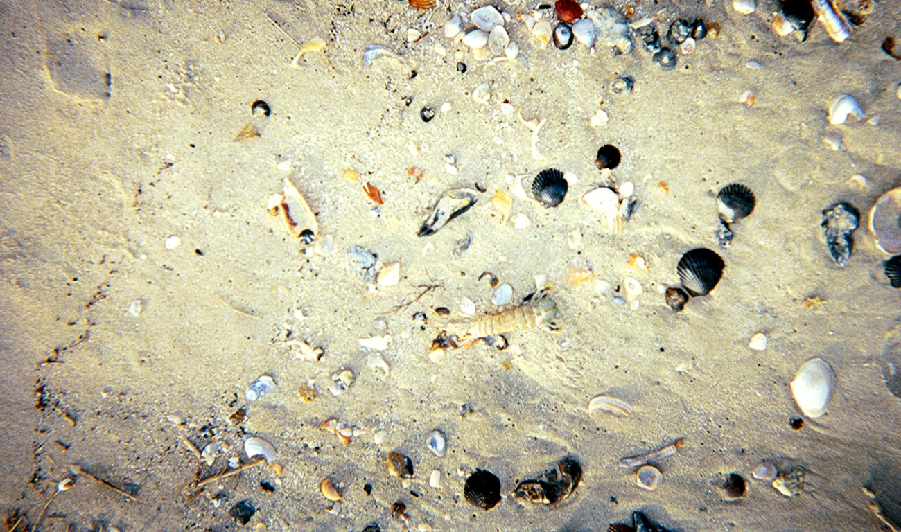 Scallops and mussel shells surround a portion of a lobster carapace (Image credit: Captain Albert E. Theberge) Scallops and mussel shells surround a portion of a lobster carapace