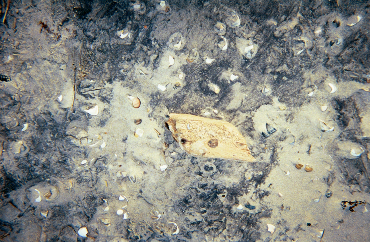 A piece of worm-eaten driftwood amongst other debris of the sea (Image credit: Captain Albert E. Theberge) A piece of worm-eaten driftwood amongst other debris of the sea