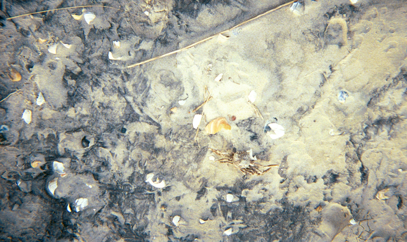 A crab carapace amongst broken seashells and other debris of the sea (Image credit: Captain Albert E. Theberge) A crab carapace amongst broken seashells and other debris of the sea