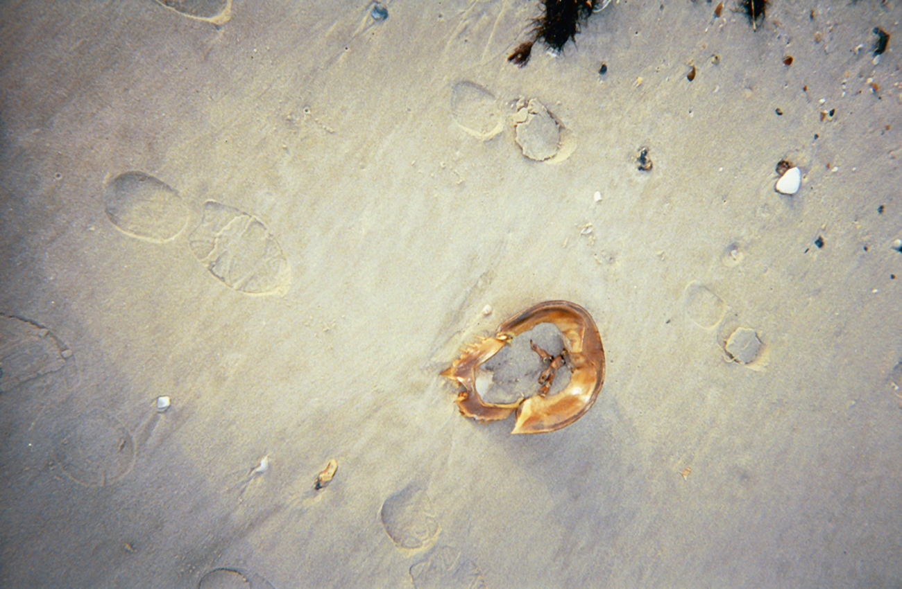 Footprints and a horseshoe crab shell (Image credit: Captain Albert E. Theberge) Footprints and a horseshoe crab shell
