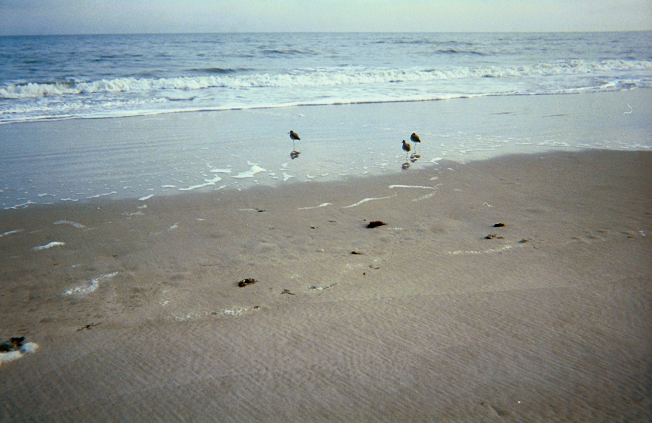 Shore birds looking for dinner in the swash from the surf (Image credit: Captain Albert E. Theberge) Shore birds looking for dinner in the swash from the surf