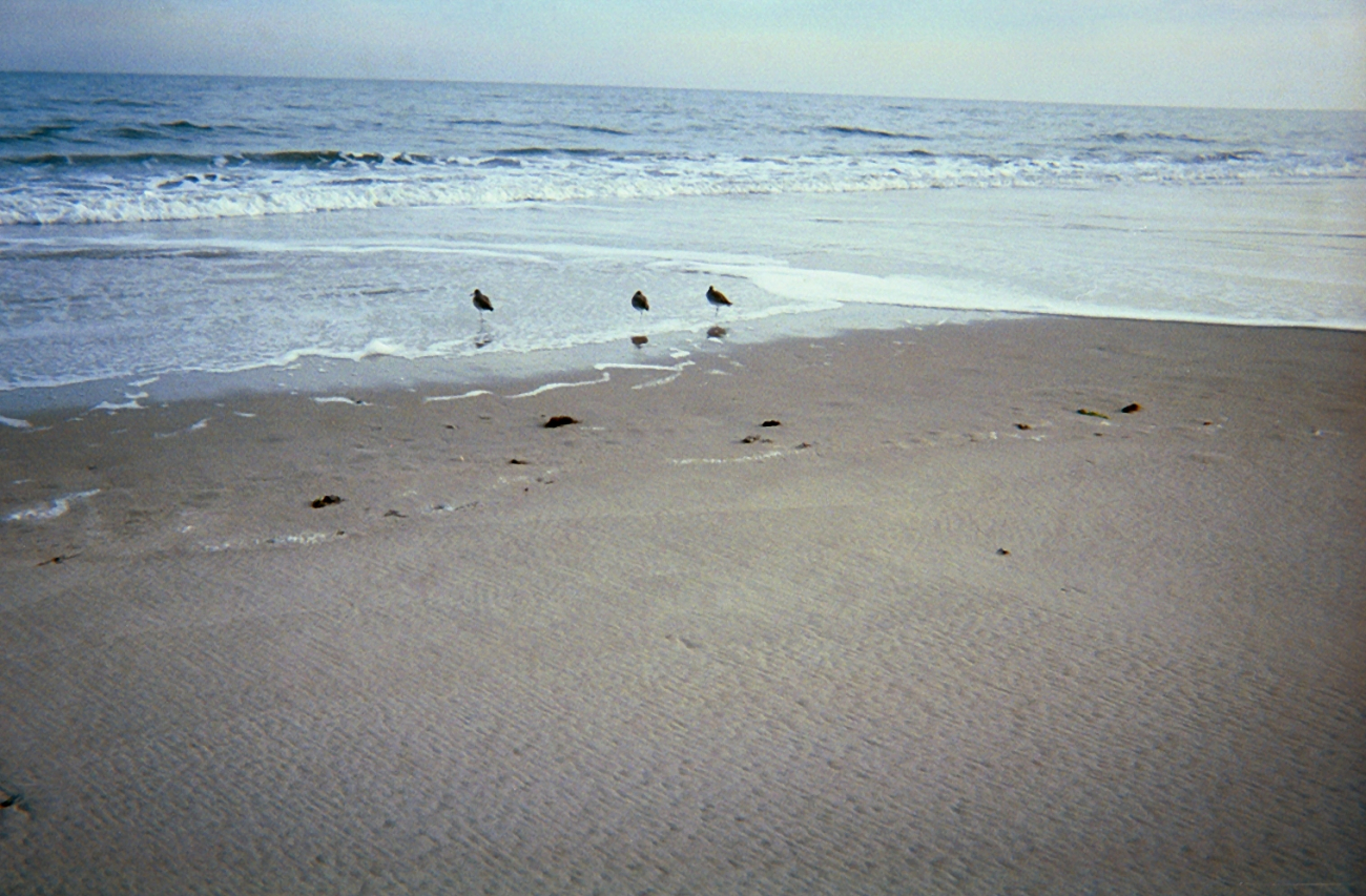 Shore birds looking for dinner in the swash from the surf (Image credit: Captain Albert E. Theberge) Shore birds looking for dinner in the swash from the surf