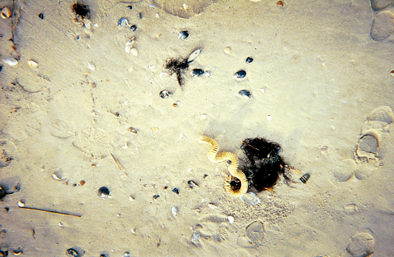 A whelk egg case, algae, and broken shells (Image credit: Captain Albert E. Theberge) A whelk egg case, algae, and broken shells