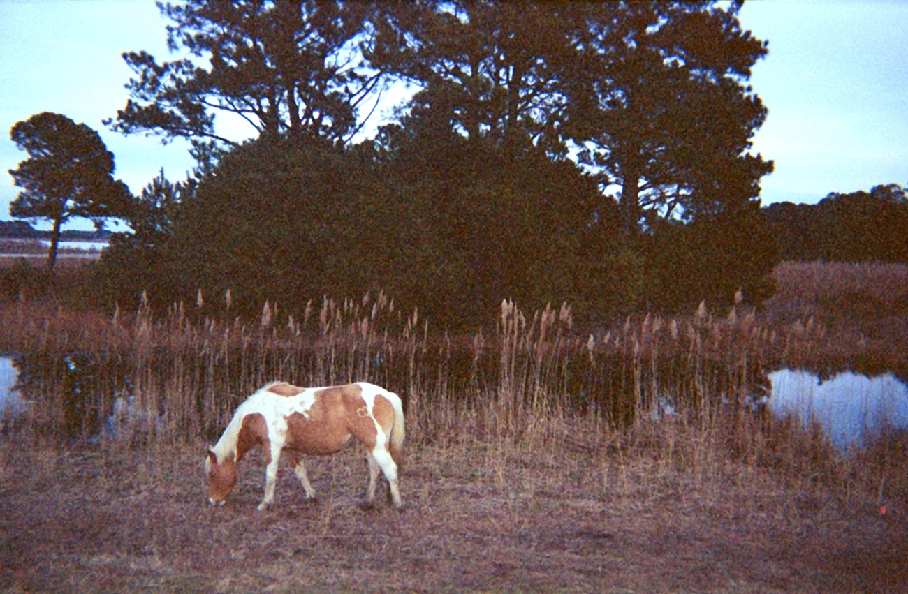 A budding Misty of Chincoteague grazes on Assateague Island (Image credit: Captain Albert E. Theberge) A budding Misty of Chincoteague grazes on Assateague Island