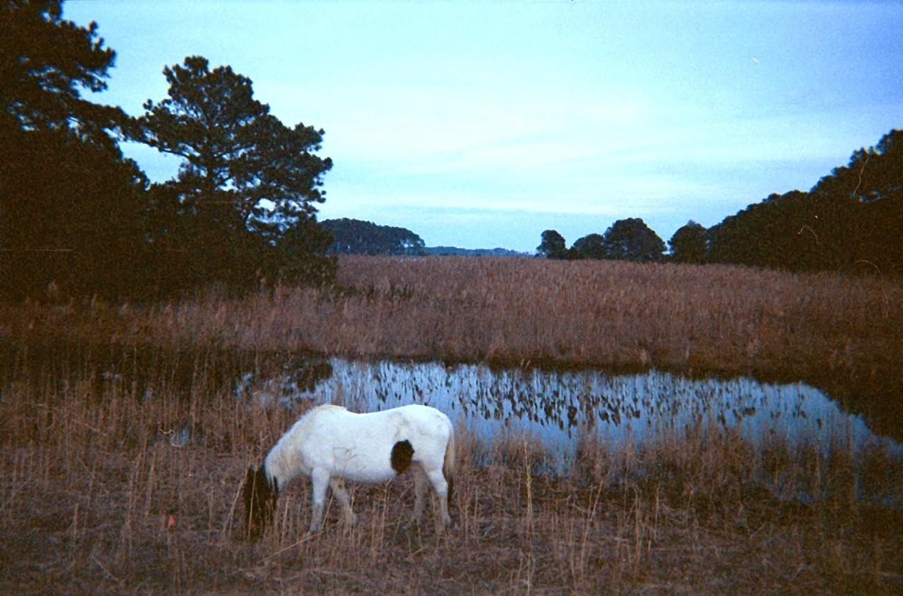 A budding Misty of Chincoteague grazes on Assateague Island (Image credit: Captain Albert E. Theberge) A budding Misty of Chincoteague grazes on Assateague Island