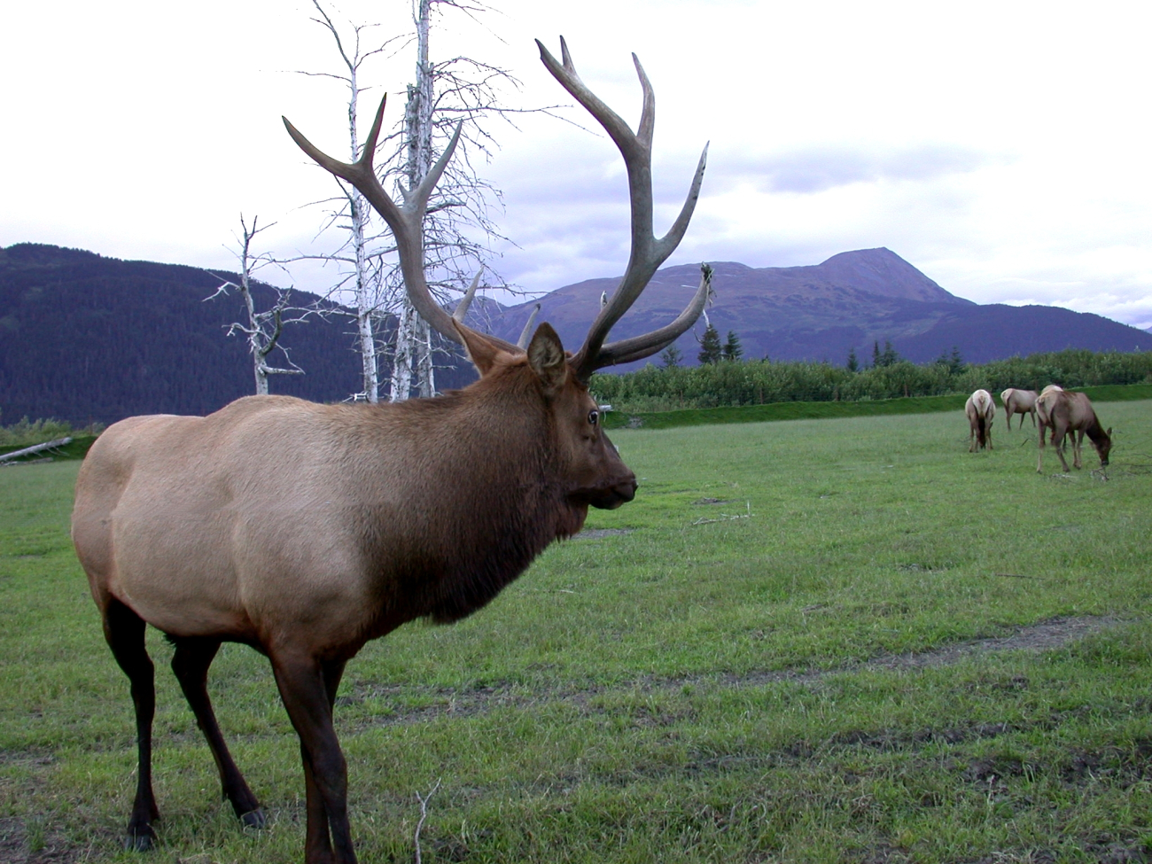 Bull elk on preserve inland from Anchorage (Image credit: Dr. Igor Smolyar) Bull elk on preserve inland from Anchorage