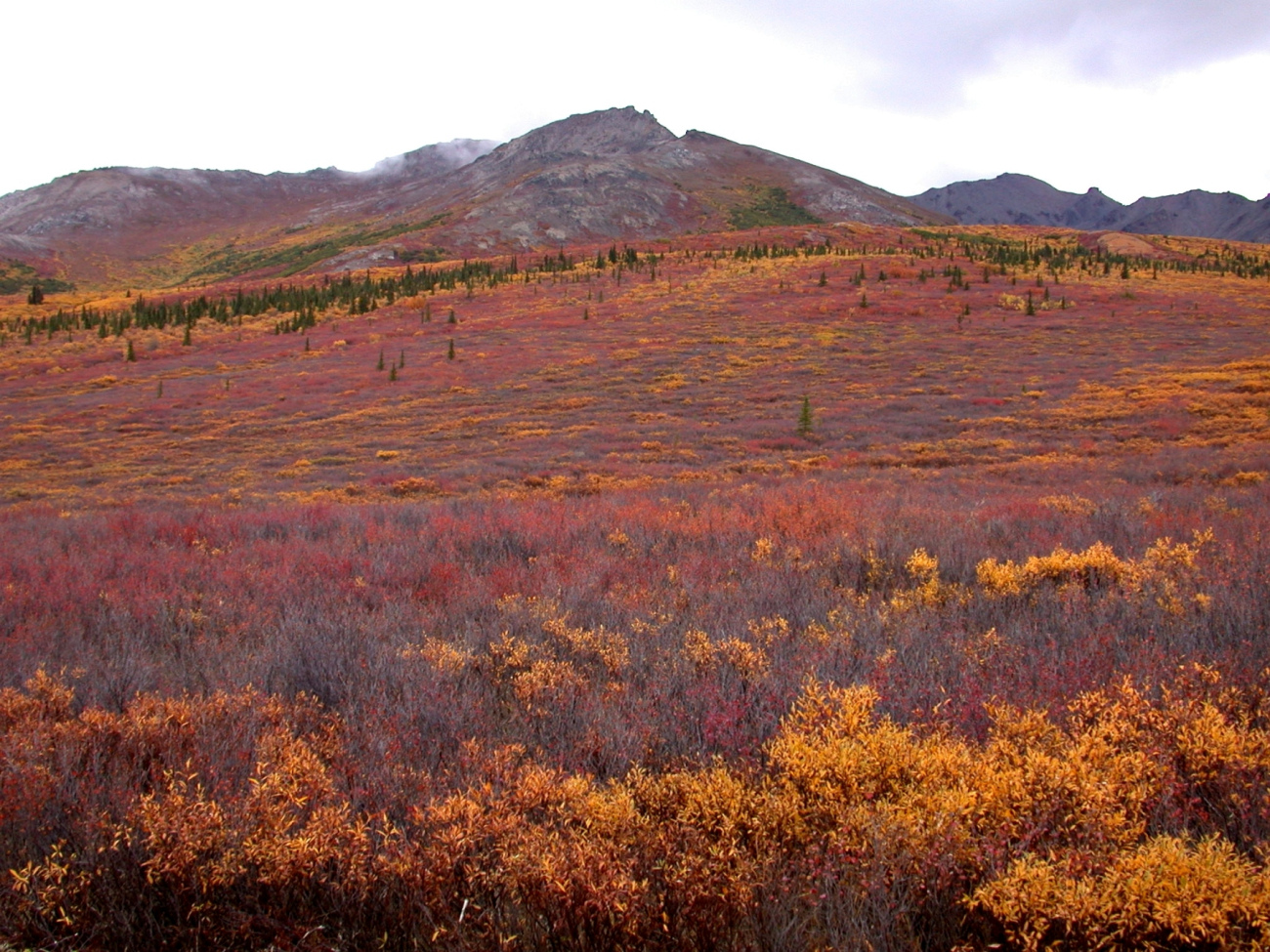 Near the tree line at higher elevations with fall colors north of Anchorage (Image credit: Dr. Igor Smolyar) Near the tree line at higher elevations with fall colors north of Anchorage