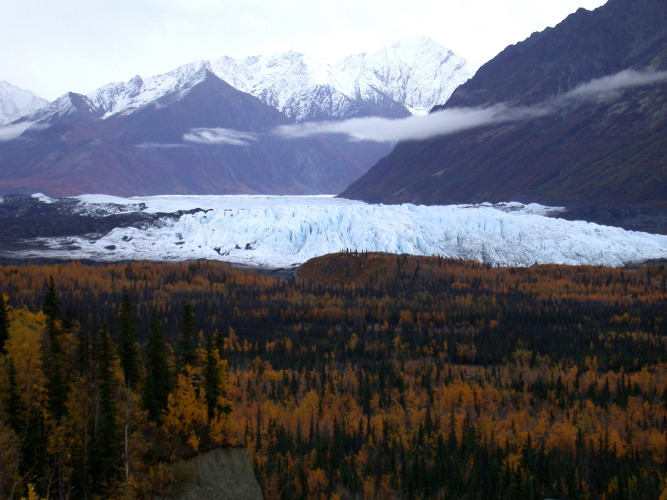 A glacier's front seen over the trees which have established themselves onglacial moraine material (Image credit: Dr. Igor Smolyar) A glacier's front seen over the trees which have established themselves onglacial moraine material
