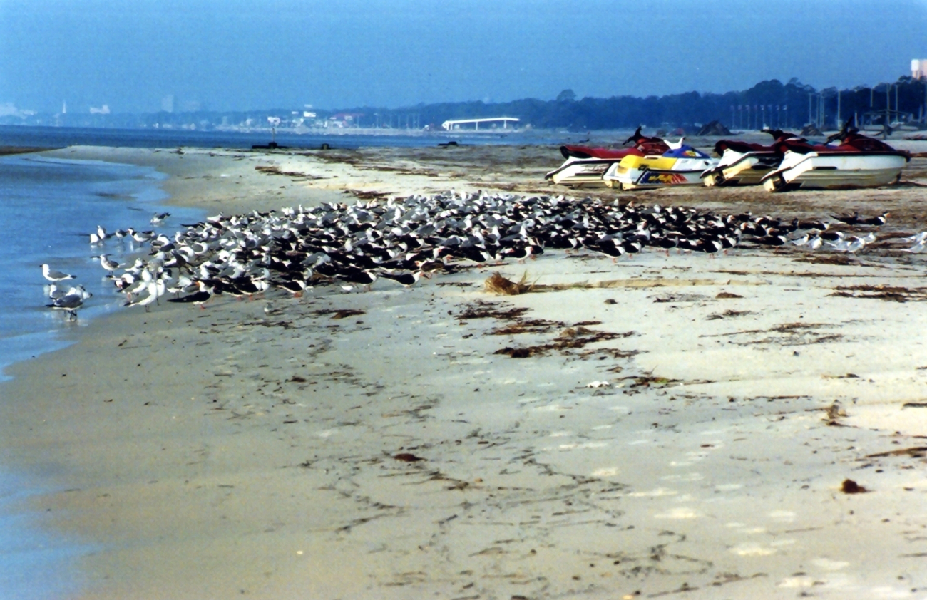 A large mixed-species flock of shore birds on a Gulf of Mexico beach (Image credit: Mary Hollinger) A large mixed-species flock of shore birds on a Gulf of Mexico beach