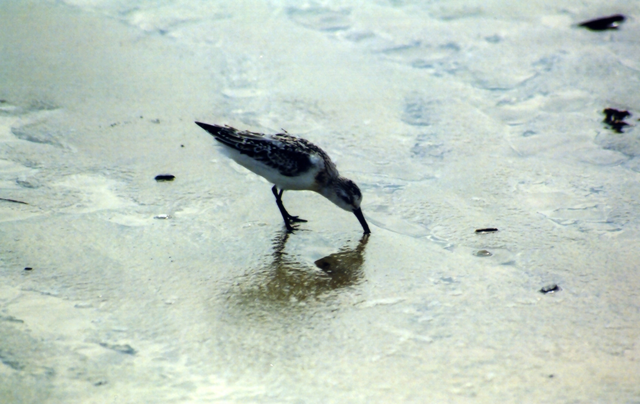 Sandpiper looking for lunch along a Gulf of Mexico beach (Image credit: Mary Hollinger) Sandpiper looking for lunch along a Gulf of Mexico beach