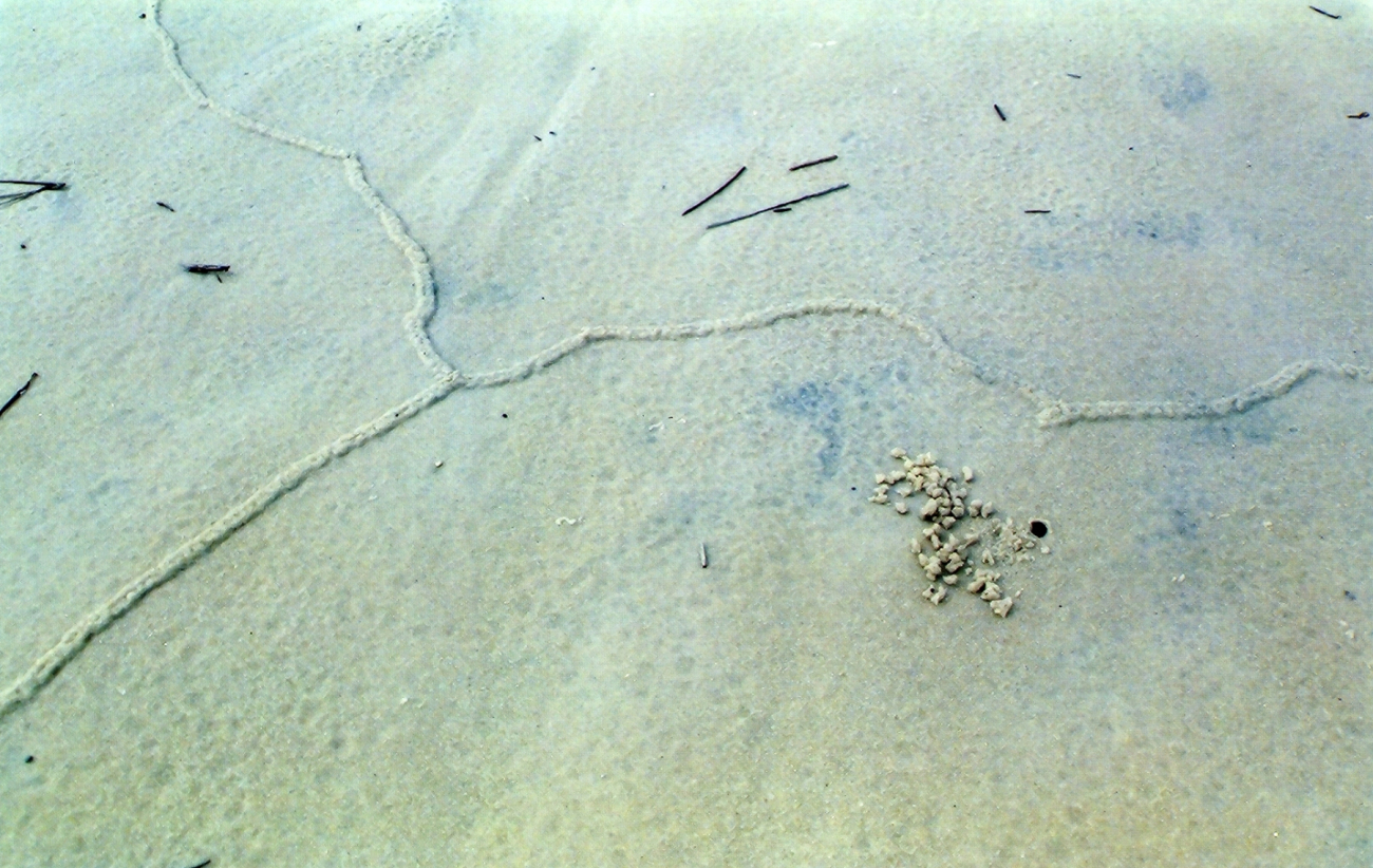 Pencil-sized tunnels caused by some type of burrowing animal caused a series of hieroglyphic appearing designs on the beach (Image credit: Mary Hollinger) Pencil-sized tunnels caused by some type of burrowing animal caused a series of hieroglyphic appearing designs on the beach