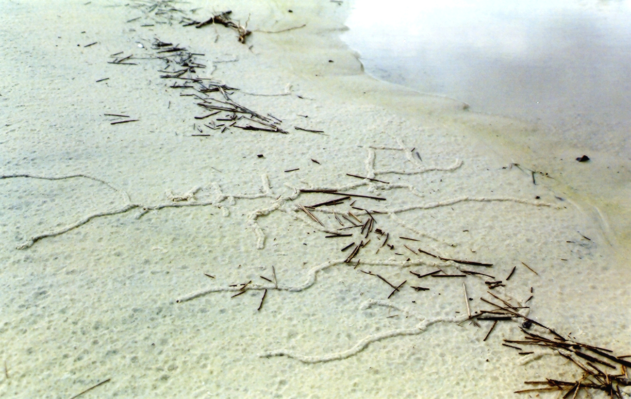 Pencil-sized tunnels caused by some type of burrowing animal caused a series of hieroglyphic appearing designs on the beach (Image credit: Mary Hollinger) Pencil-sized tunnels caused by some type of burrowing animal caused a series of hieroglyphic appearing designs on the beach