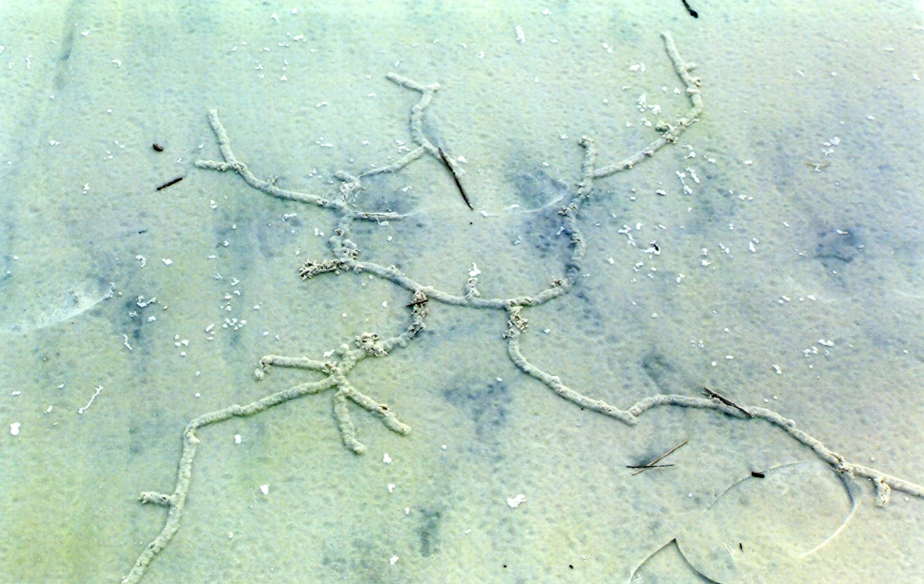 Pencil-sized tunnels caused by some type of burrowing animal caused a series of hieroglyphic appearing designs on the beach (Image credit: Mary Hollinger) Pencil-sized tunnels caused by some type of burrowing animal caused a series of hieroglyphic appearing designs on the beach