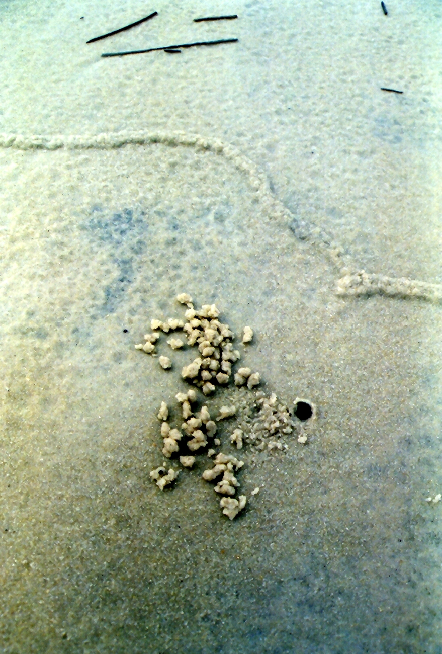 Pencil-sized tunnels caused by some type of burrowing animal caused a series of hieroglyphic appearing designs on the beach (Image credit: Mary Hollinger) Pencil-sized tunnels caused by some type of burrowing animal caused a series of hieroglyphic appearing designs on the beach