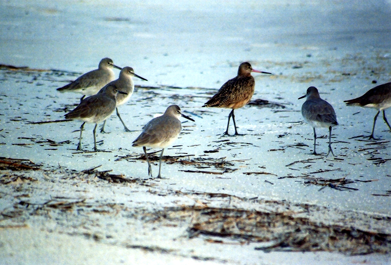 Sandpipers patrolling the beach (Image credit: Mary Hollinger) Sandpipers patrolling the beach