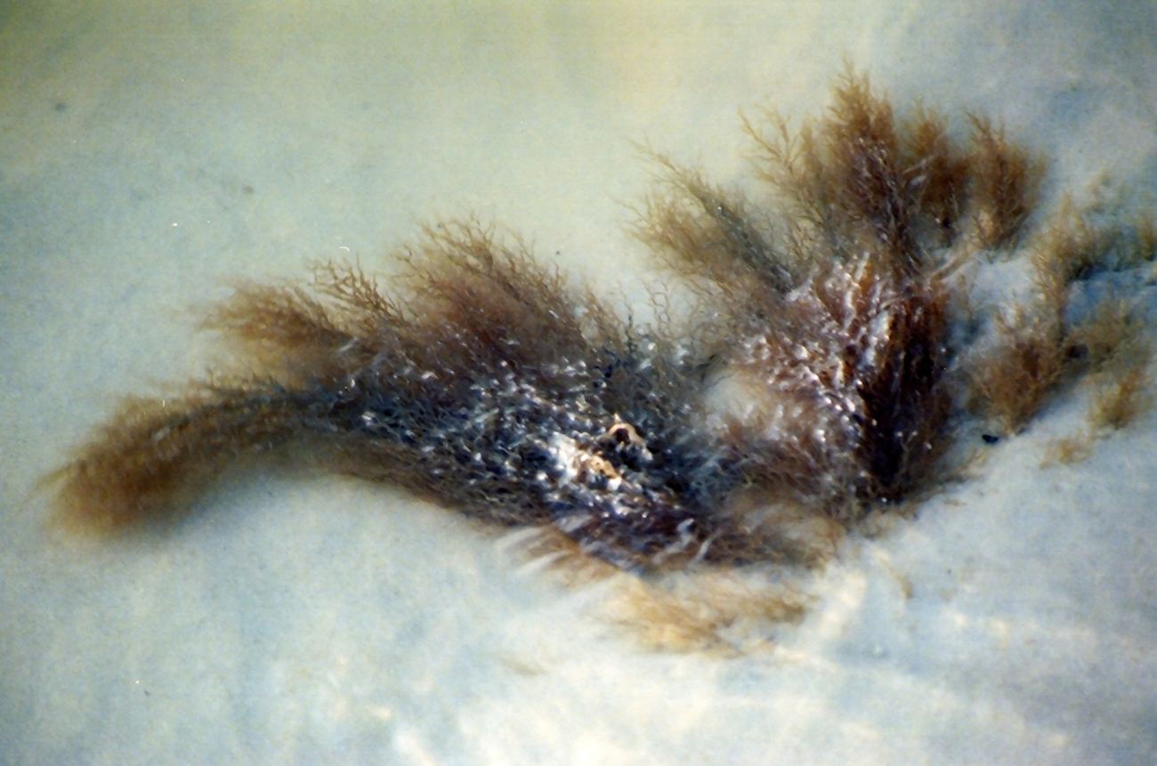 Marine algae in shallow waters of the Gulf of Mexico (Image credit: Mary Hollinger) Marine algae in shallow waters of the Gulf of Mexico