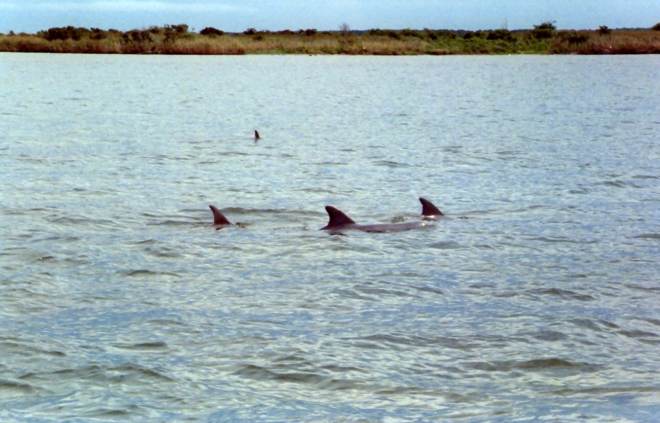Dolphin caudal fins (Image credit: Mary Hollinger) Dolphin caudal fins