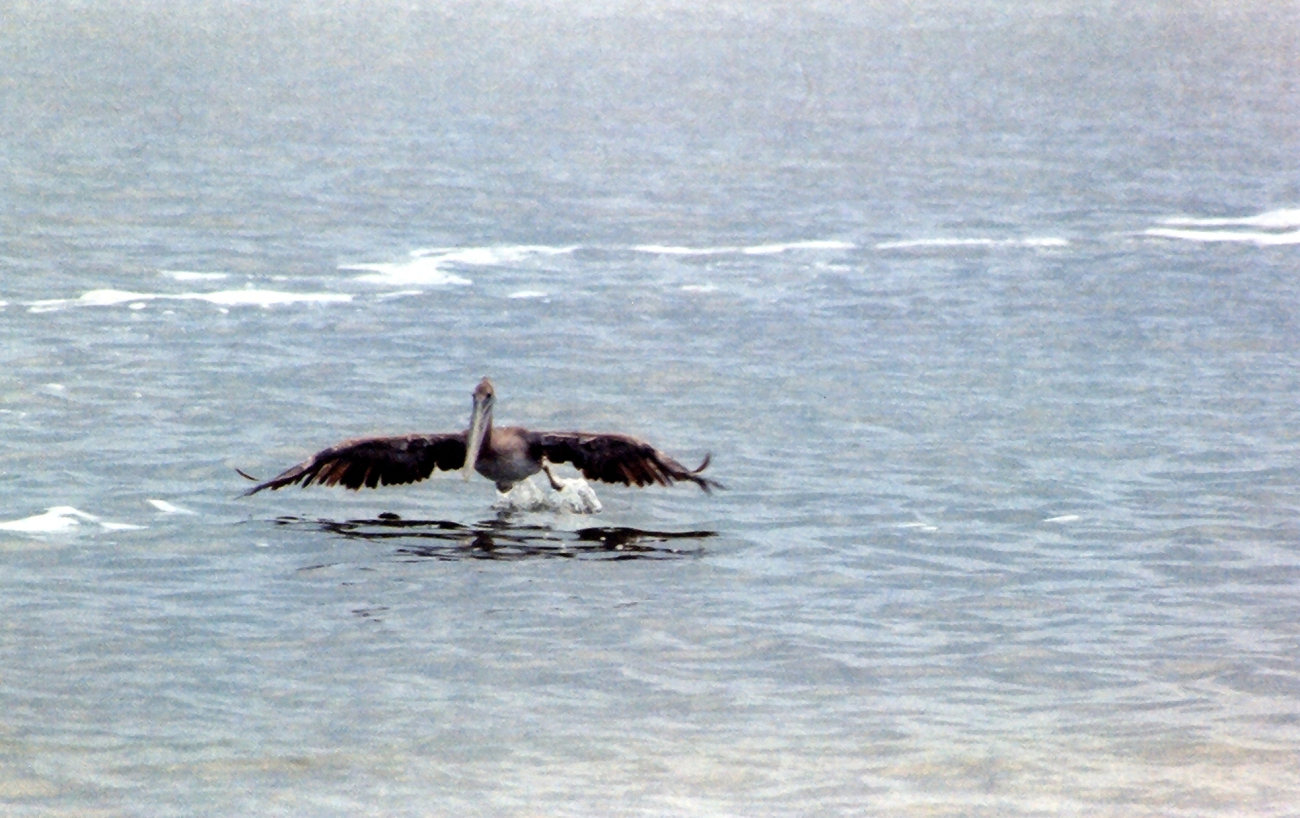 Pelican over Albemarle Sound (Image credit: Mary Hollinger) Pelican over Albemarle Sound