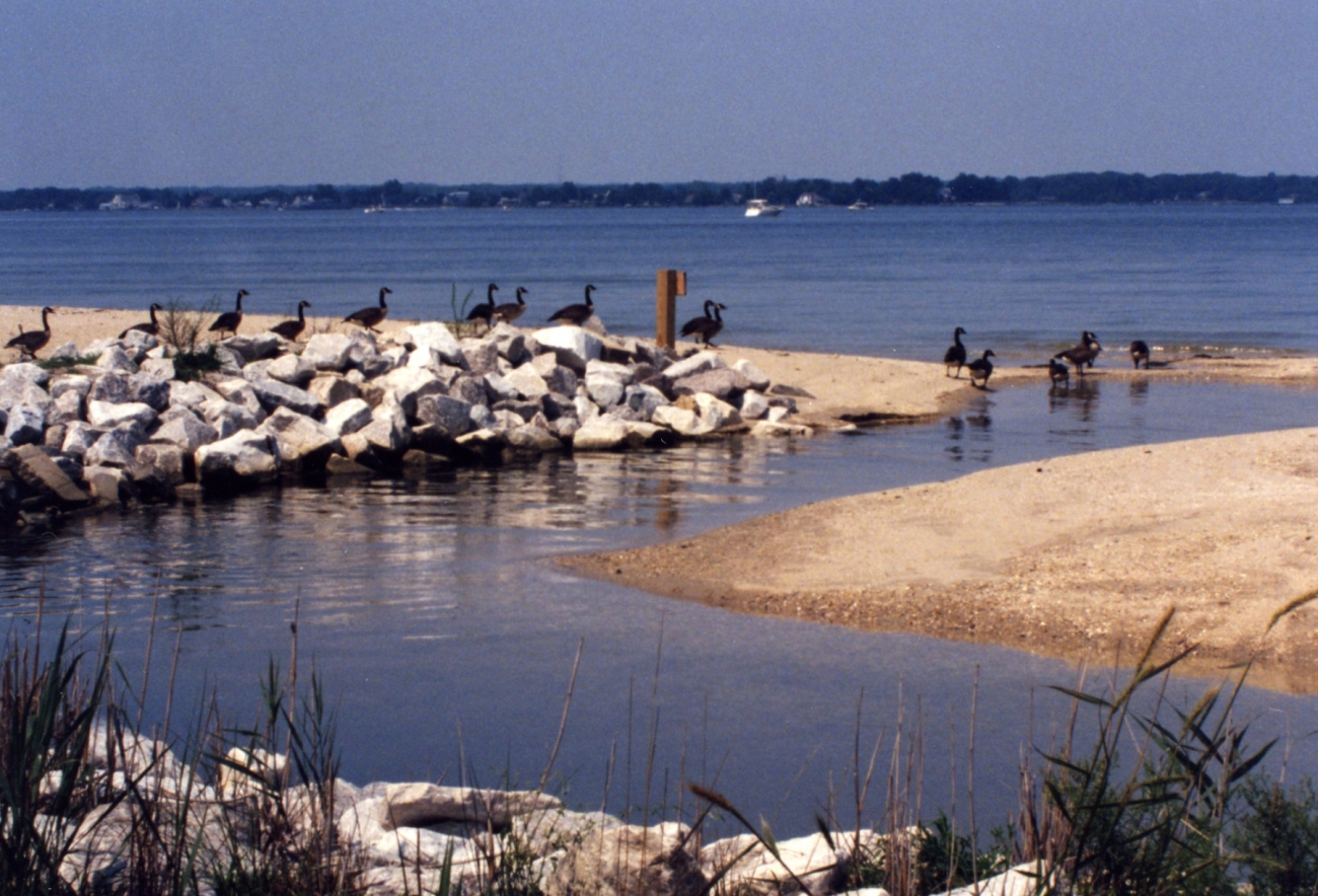 A flock of Canada geese along the Patuxent River in July (Image credit: Mary Hollinger) A flock of Canada geese along the Patuxent River in July