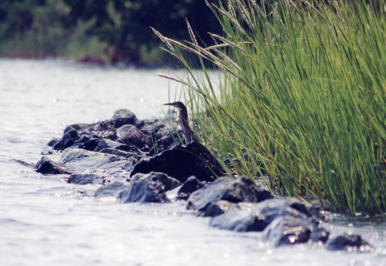 Green heron in alert, ready-to-take-flight mode (Image credit: Mary Hollinger) Green heron in alert, ready-to-take-flight mode